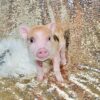 Worlds smallest pig​