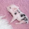 Piglet for sale