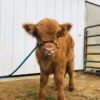 Mini Highland for sale