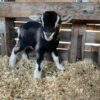 Buy pygmy goats