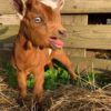 baby pygmy goat for sale