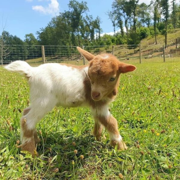 Baby goats for sale