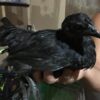 Chick