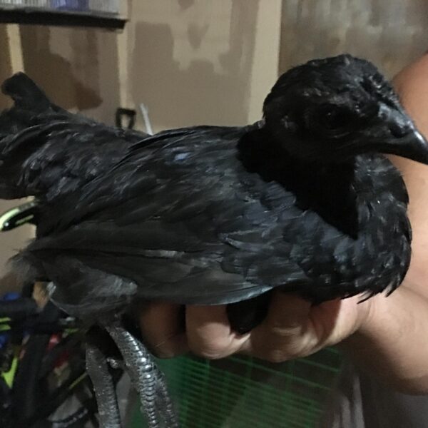 Chick