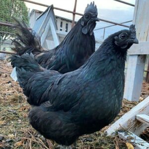 Rooster and Hen