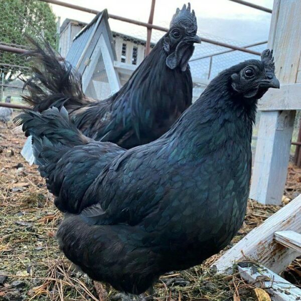 Rooster and Hen