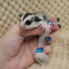 Polly- Female Sugar Glider