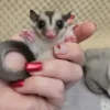 Fregley - Male Sugar Glider