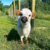 Mini highlander for sale near me