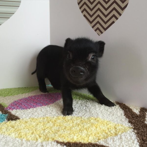 Lola